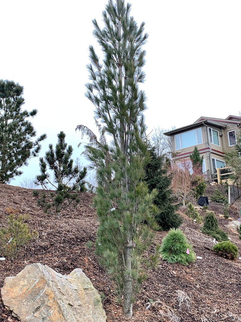 - Pinus strobus 'Stowe Pillar' Columnar White Pine Tree - Mr Maple │ Buy Japanese Maple Trees