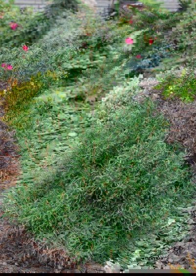 - Pinus strobus 'Tiny Kurls' Dwarf White Pine - Mr Maple │ Buy Japanese Maple Trees