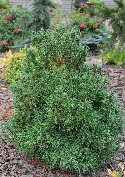 - Pinus strobus 'Tiny Kurls' Dwarf White Pine - Mr Maple │ Buy Japanese Maple Trees