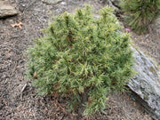 - Pinus strobus 'Tiny Kurls' Dwarf White Pine - Mr Maple │ Buy Japanese Maple Trees