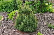 - Pinus strobus 'Tiny Kurls' Dwarf White Pine - Mr Maple │ Buy Japanese Maple Trees