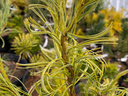 - Pinus strobus 'Torulosa' Curly White Pine - Mr Maple │ Buy Japanese Maple Trees