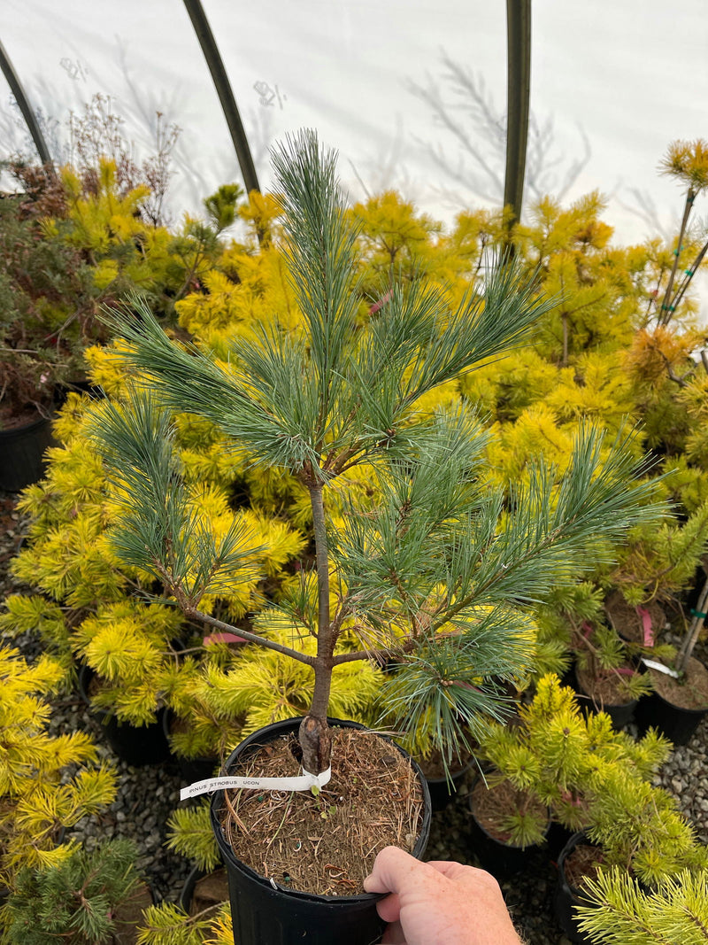 - Pinus strobus 'UConn' Compact White Pine Tree - Mr Maple │ Buy Japanese Maple Trees