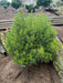 - Pinus strobus 'Vercurve' Dwarf Curly White Pine - Mr Maple │ Buy Japanese Maple Trees