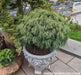 - Pinus strobus 'Vercurve' Dwarf Curly White Pine - Mr Maple │ Buy Japanese Maple Trees