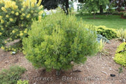 - Pinus strobus 'Vercurve' Dwarf Curly White Pine - Mr Maple │ Buy Japanese Maple Trees