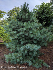 - Pinus strobus x ‘Domingo' Hybrid White Pine Tree - Mr Maple │ Buy Japanese Maple Trees