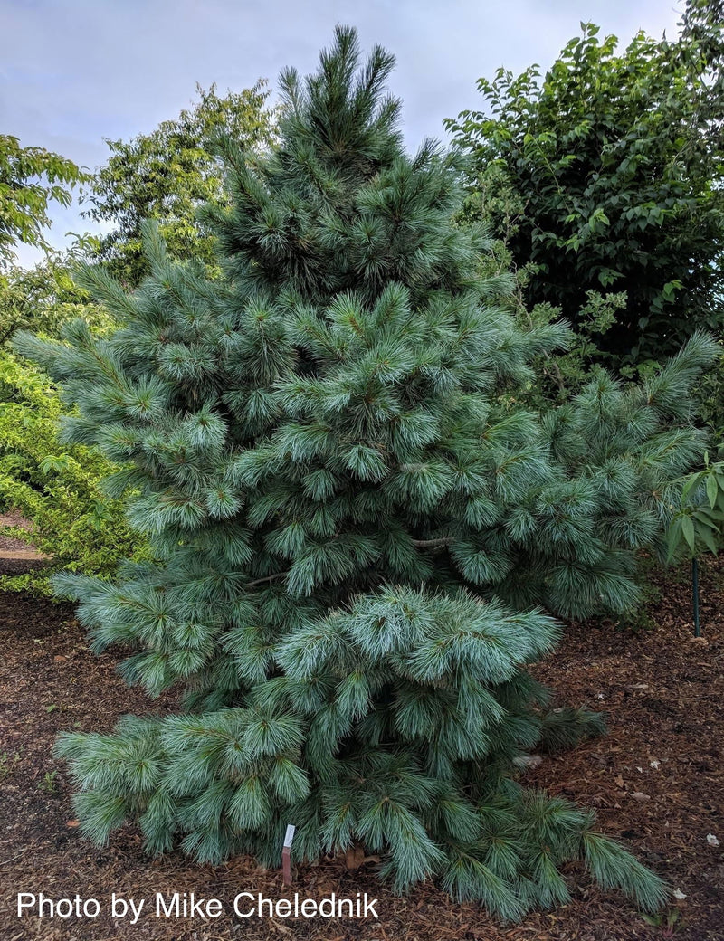 - Pinus strobus x ‘Domingo' Hybrid White Pine Tree - Mr Maple │ Buy Japanese Maple Trees