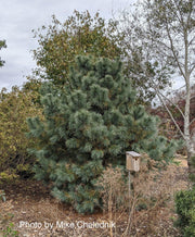 - Pinus strobus x ‘Domingo' Hybrid White Pine Tree - Mr Maple │ Buy Japanese Maple Trees