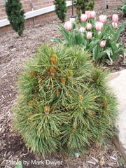- Pinus sylvestris 'Globosa Viridis' Dwarf Scots Pine - Mr Maple │ Buy Japanese Maple Trees