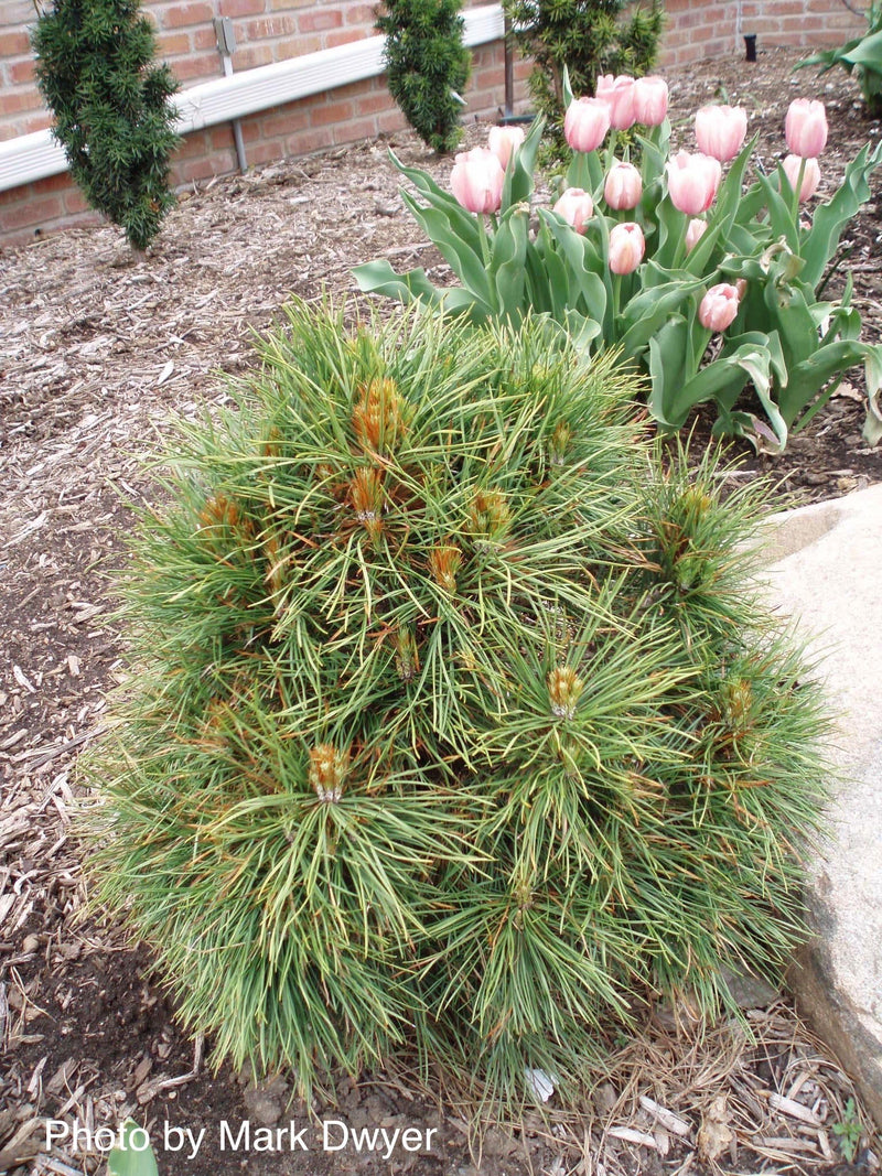 - Pinus sylvestris 'Globosa Viridis' Dwarf Scots Pine - Mr Maple │ Buy Japanese Maple Trees