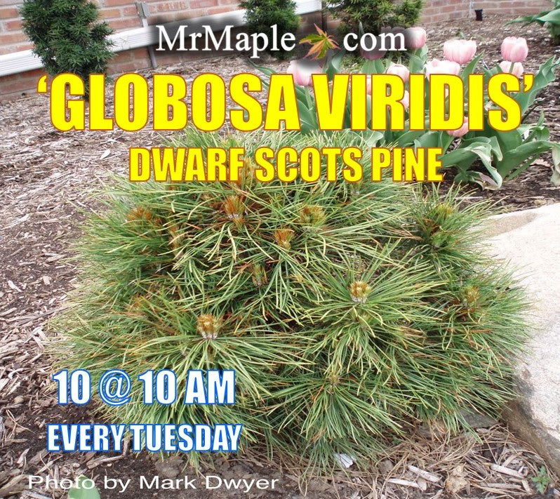 - Pinus sylvestris 'Globosa Viridis' Dwarf Scots Pine - Mr Maple │ Buy Japanese Maple Trees