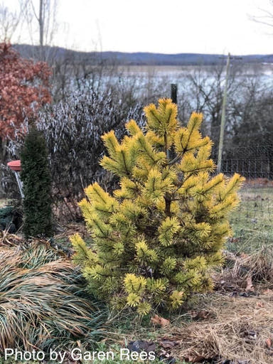 - Pinus sylvestris 'Gold Coin' Winter Yellow Scots Pine - Mr Maple │ Buy Japanese Maple Trees