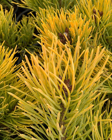 - Pinus sylvestris 'Gold Coin' Winter Yellow Scots Pine - Mr Maple │ Buy Japanese Maple Trees