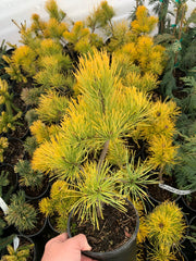 - Pinus sylvestris 'Gold Coin' Winter Yellow Scots Pine - Mr Maple │ Buy Japanese Maple Trees
