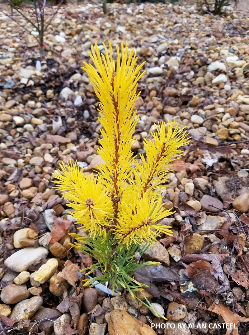 - Pinus sylvestris 'Gold Coin' Winter Yellow Scots Pine - Mr Maple │ Buy Japanese Maple Trees