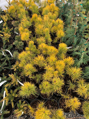 - Pinus sylvestris 'Gold Coin' Winter Yellow Scots Pine - Mr Maple │ Buy Japanese Maple Trees