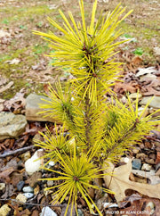 - Pinus sylvestris 'Gold Coin' Winter Yellow Scots Pine - Mr Maple │ Buy Japanese Maple Trees