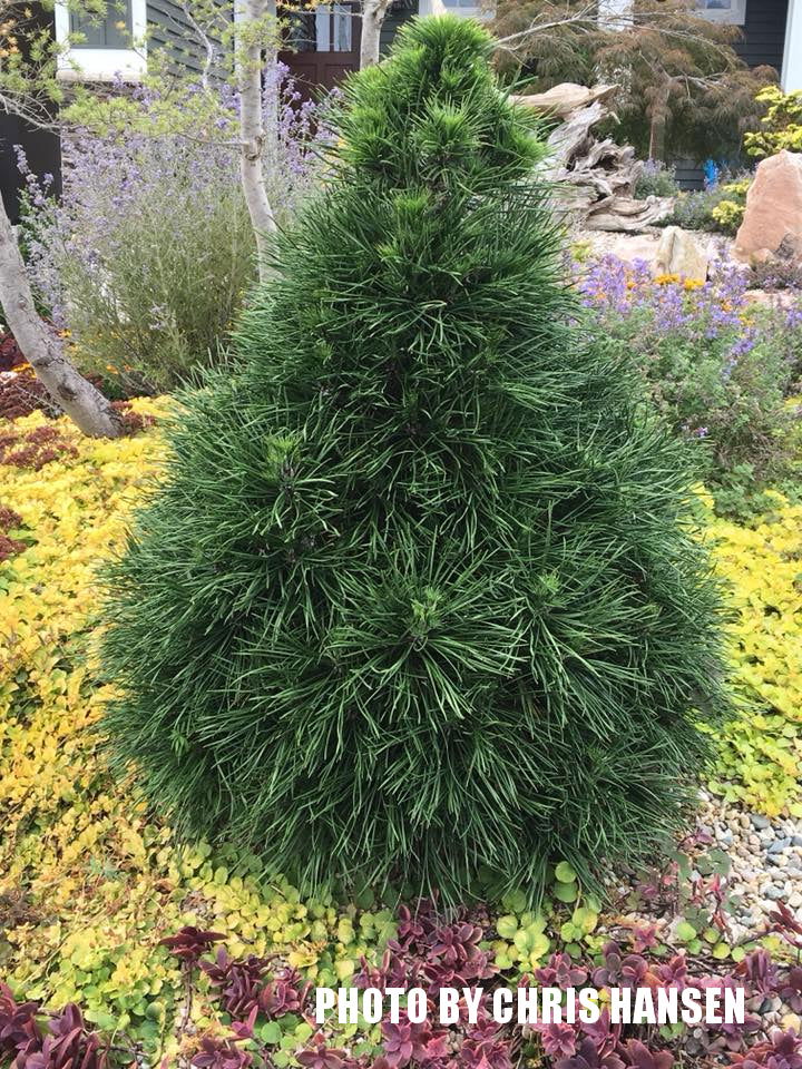 - Pinus sylvestris 'Green Penguin' Dwarf Scots Pine - Mr Maple │ Buy Japanese Maple Trees