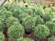 - Pinus sylvestris 'Green Penguin' Dwarf Scots Pine - Mr Maple │ Buy Japanese Maple Trees
