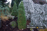 - Pinus sylvestris 'Green Penguin' Dwarf Scots Pine - Mr Maple │ Buy Japanese Maple Trees