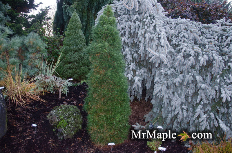 - Pinus sylvestris 'Green Penguin' Dwarf Scots Pine - Mr Maple │ Buy Japanese Maple Trees