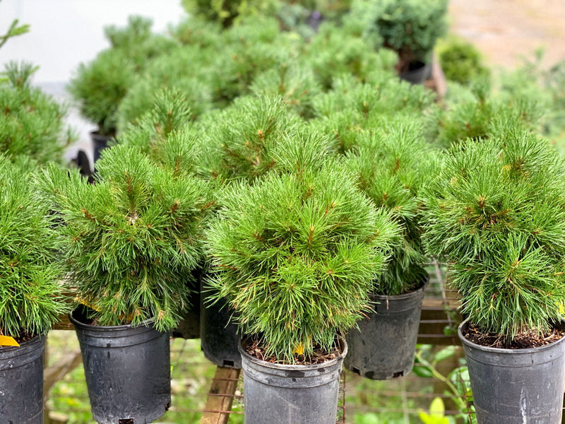 - Pinus sylvestris 'Green Penguin' Dwarf Scots Pine - Mr Maple │ Buy Japanese Maple Trees