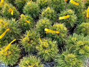 - Pinus sylvestris 'Green Penguin' Dwarf Scots Pine - Mr Maple │ Buy Japanese Maple Trees