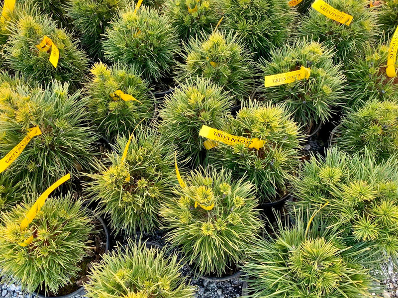- Pinus sylvestris 'Green Penguin' Dwarf Scots Pine - Mr Maple │ Buy Japanese Maple Trees
