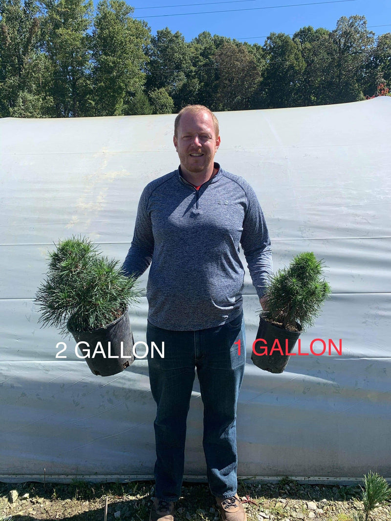 - Pinus sylvestris 'Green Penguin' Dwarf Scots Pine - Mr Maple │ Buy Japanese Maple Trees