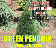 - Pinus sylvestris 'Green Penguin' Dwarf Scots Pine - Mr Maple │ Buy Japanese Maple Trees