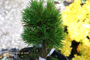 - Pinus sylvestris 'Green Penguin' Dwarf Scots Pine - Mr Maple │ Buy Japanese Maple Trees