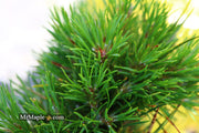 - Pinus sylvestris 'Green Penguin' Dwarf Scots Pine - Mr Maple │ Buy Japanese Maple Trees