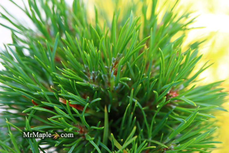 - Pinus sylvestris 'Green Penguin' Dwarf Scots Pine - Mr Maple │ Buy Japanese Maple Trees