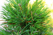 - Pinus sylvestris 'Green Penguin' Dwarf Scots Pine - Mr Maple │ Buy Japanese Maple Trees