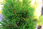 - Pinus sylvestris 'Green Penguin' Dwarf Scots Pine - Mr Maple │ Buy Japanese Maple Trees