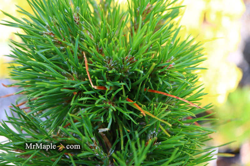- Pinus sylvestris 'Green Penguin' Dwarf Scots Pine - Mr Maple │ Buy Japanese Maple Trees