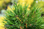 - Pinus sylvestris 'Green Penguin' Dwarf Scots Pine - Mr Maple │ Buy Japanese Maple Trees