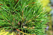 - Pinus sylvestris 'Green Penguin' Dwarf Scots Pine - Mr Maple │ Buy Japanese Maple Trees