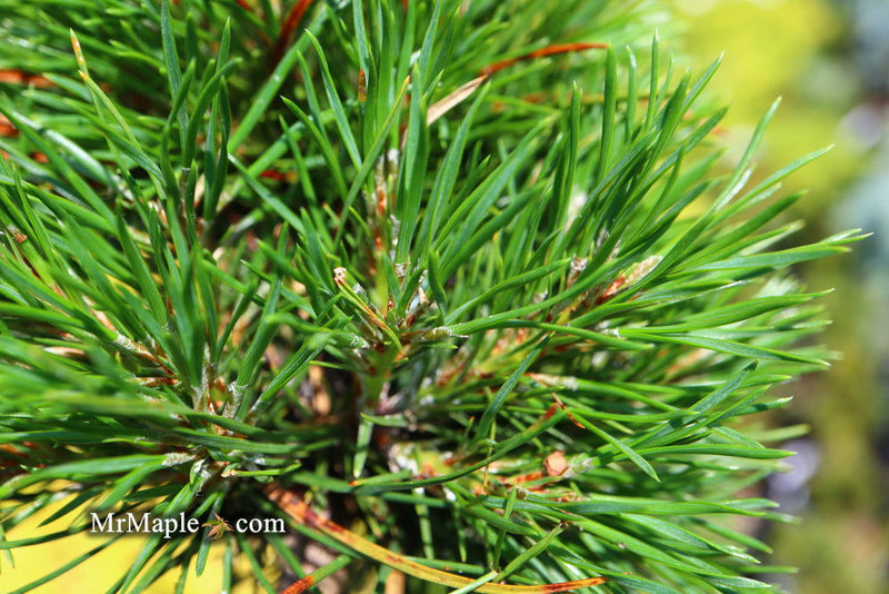 - Pinus sylvestris 'Green Penguin' Dwarf Scots Pine - Mr Maple │ Buy Japanese Maple Trees