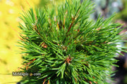- Pinus sylvestris 'Green Penguin' Dwarf Scots Pine - Mr Maple │ Buy Japanese Maple Trees