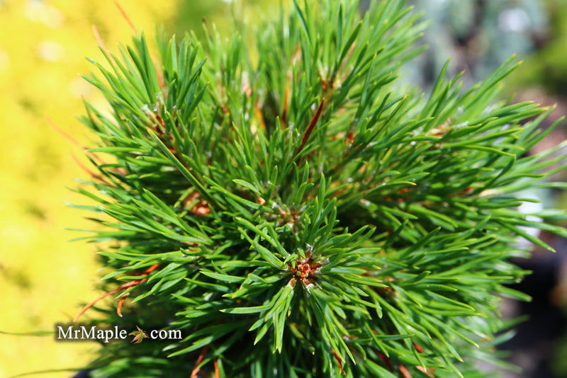- Pinus sylvestris 'Green Penguin' Dwarf Scots Pine - Mr Maple │ Buy Japanese Maple Trees