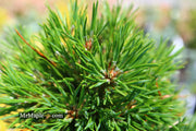 - Pinus sylvestris 'Green Penguin' Dwarf Scots Pine - Mr Maple │ Buy Japanese Maple Trees