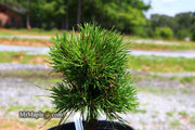 - Pinus sylvestris 'Green Penguin' Dwarf Scots Pine - Mr Maple │ Buy Japanese Maple Trees