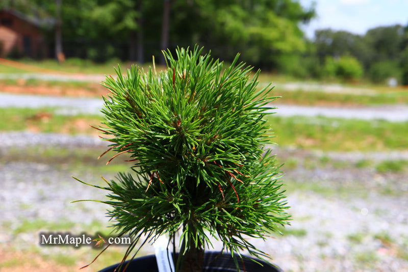 - Pinus sylvestris 'Green Penguin' Dwarf Scots Pine - Mr Maple │ Buy Japanese Maple Trees