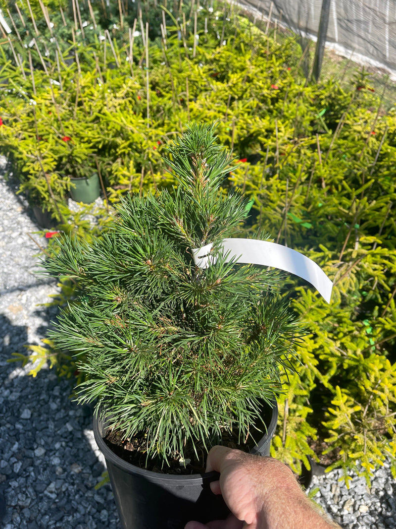 - Pinus sylvestris 'Green Penguin' Dwarf Scots Pine - Mr Maple │ Buy Japanese Maple Trees