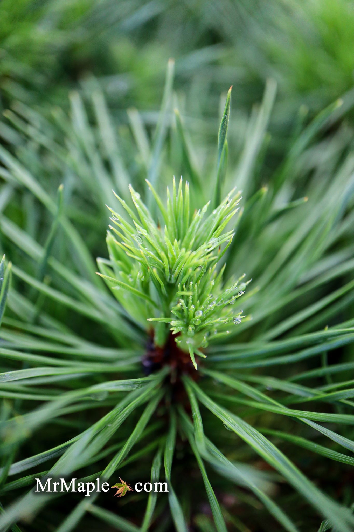 Buy Pinus sylvestris 'Green Penguin' Dwarf Scots Pine — Mr Maple