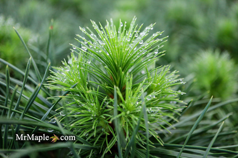 - Pinus sylvestris 'Green Penguin' Dwarf Scots Pine - Mr Maple │ Buy Japanese Maple Trees