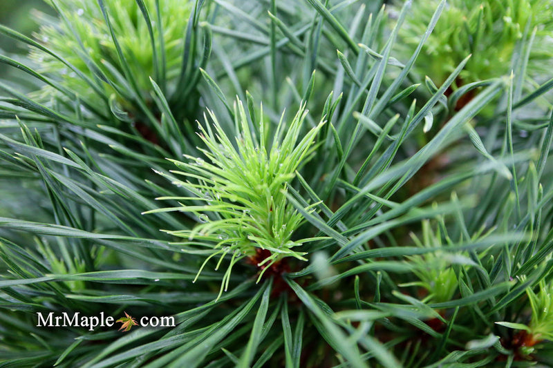 - Pinus sylvestris 'Green Penguin' Dwarf Scots Pine - Mr Maple │ Buy Japanese Maple Trees