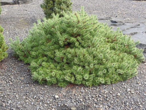 - Pinus sylvestris 'Little Brolly' Dwarf Scots Pine - Mr Maple │ Buy Japanese Maple Trees